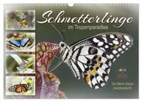 Löwer / CALVENDO |  Schmetterlinge im Tropenparadies (Wandkalender 2026 DIN A3 quer), CALVENDO Monatskalender | Sonstiges |  Sack Fachmedien