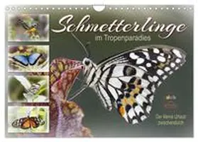Löwer / CALVENDO |  Schmetterlinge im Tropenparadies (Wandkalender 2026 DIN A4 quer), CALVENDO Monatskalender | Sonstiges |  Sack Fachmedien