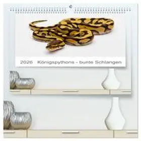 Lang / CALVENDO |  Königspythons - bunte Schlangen (hochwertiger Premium Wandkalender 2026 DIN A2 quer), Kunstdruck in Hochglanz | Sonstiges |  Sack Fachmedien