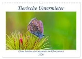 CALVENDO / Stenner |  Tierische Untermieter (Wandkalender 2026 DIN A3 quer), CALVENDO Monatskalender | Sonstiges |  Sack Fachmedien