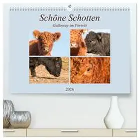 Bölts / CALVENDO |  Schöne Schotten - Galloway im Porträt (hochwertiger Premium Wandkalender 2026 DIN A2 quer), Kunstdruck in Hochglanz | Sonstiges |  Sack Fachmedien