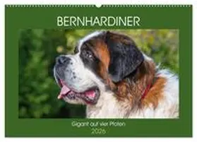 Starick / CALVENDO |  Bernhardiner - Gigant auf vier Pfoten (Wandkalender 2026 DIN A2 quer), CALVENDO Monatskalender | Sonstiges |  Sack Fachmedien