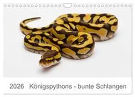 Lang / CALVENDO |  Königspythons - bunte Schlangen (Wandkalender 2026 DIN A4 quer), CALVENDO Monatskalender | Sonstiges |  Sack Fachmedien