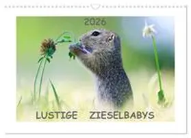 Lang / CALVENDO |  Lustige Zieselbabys (Wandkalender 2026 DIN A3 quer), CALVENDO Monatskalender | Sonstiges |  Sack Fachmedien