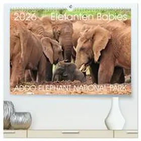 Fraatz / CALVENDO |  ADDO ELEPHANT NATIONAL PARK Elefanten Babies (hochwertiger Premium Wandkalender 2026 DIN A2 quer), Kunstdruck in Hochglanz | Sonstiges |  Sack Fachmedien