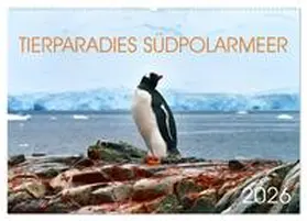 Bergermann / CALVENDO |  Tierparadies Südpolarmeer (Wandkalender 2026 DIN A2 quer), CALVENDO Monatskalender | Sonstiges |  Sack Fachmedien