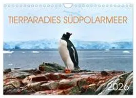 Bergermann / CALVENDO |  Tierparadies Südpolarmeer (Wandkalender 2026 DIN A4 quer), CALVENDO Monatskalender | Sonstiges |  Sack Fachmedien