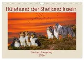 Starick / CALVENDO |  Hütehund der Shetland Inseln - Shetland Sheepdog (Wandkalender 2026 DIN A4 quer), CALVENDO Monatskalender | Sonstiges |  Sack Fachmedien