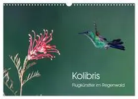 Oberholzer / CALVENDO |  Kolibris - Flugkünstler im Regenwald (Wandkalender 2026 DIN A3 quer), CALVENDO Monatskalender | Sonstiges |  Sack Fachmedien