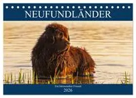 Starick / CALVENDO |  Neufundländer - Ein bärenstarker Freund (Tischkalender 2026 DIN A5 quer), CALVENDO Monatskalender | Sonstiges |  Sack Fachmedien