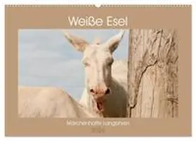 Bölts / CALVENDO |  Weiße Esel - Märchenhafte Langohren (Wandkalender 2026 DIN A2 quer), CALVENDO Monatskalender | Sonstiges |  Sack Fachmedien