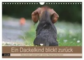 CALVENDO / Mielewczyk |  Ein Dackelkind blickt zurück (Wandkalender 2026 DIN A4 quer), CALVENDO Monatskalender | Sonstiges |  Sack Fachmedien