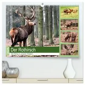Klatt / CALVENDO |  Der Rothirsch - Der König in unseren Wäldern (hochwertiger Premium Wandkalender 2026 DIN A2 quer), Kunstdruck in Hochglanz | Sonstiges |  Sack Fachmedien