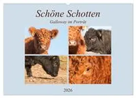 Bölts / CALVENDO |  Schöne Schotten - Galloway im Porträt (Wandkalender 2026 DIN A2 quer), CALVENDO Monatskalender | Sonstiges |  Sack Fachmedien