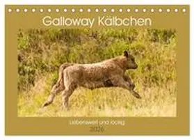 Bölts / CALVENDO |  Galloway Kälbchen - Liebenswert und lockig (Tischkalender 2026 DIN A5 quer), CALVENDO Monatskalender | Sonstiges |  Sack Fachmedien