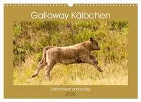 Bölts / CALVENDO |  Galloway Kälbchen - Liebenswert und lockig (Wandkalender 2026 DIN A3 quer), CALVENDO Monatskalender | Sonstiges |  Sack Fachmedien
