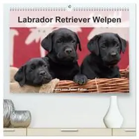 Faber / CALVENDO |  Labrador Retriever Welpen (hochwertiger Premium Wandkalender 2026 DIN A2 quer), Kunstdruck in Hochglanz | Sonstiges |  Sack Fachmedien