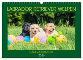 Starick / CALVENDO |  Labrador Retriever Welpen - Kleine Weltentdecker (Wandkalender 2026 DIN A3 quer), CALVENDO Monatskalender | Sonstiges |  Sack Fachmedien