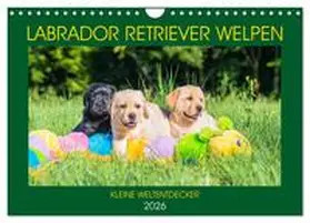 Starick / CALVENDO |  Labrador Retriever Welpen - Kleine Weltentdecker (Wandkalender 2026 DIN A4 quer), CALVENDO Monatskalender | Sonstiges |  Sack Fachmedien