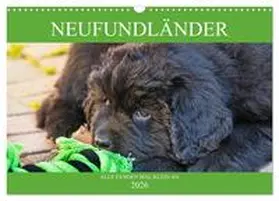 Starick / CALVENDO |  Neufundländer - Alle fangen mal klein an (Wandkalender 2026 DIN A3 quer), CALVENDO Monatskalender | Sonstiges |  Sack Fachmedien
