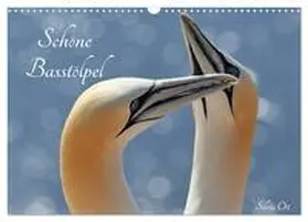 Ott / CALVENDO |  Schöne Basstölpel (Wandkalender 2026 DIN A3 quer), CALVENDO Monatskalender | Sonstiges |  Sack Fachmedien