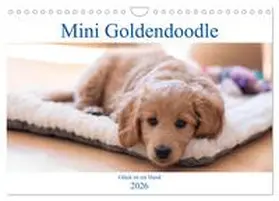 Schulz / CALVENDO |  Mini Goldendoodle - Glück ist ein Hund (Wandkalender 2026 DIN A4 quer), CALVENDO Monatskalender | Sonstiges |  Sack Fachmedien