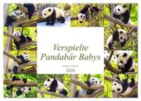 Gatterwe / CALVENDO |  Pandabär Babys (Wandkalender 2026 DIN A2 quer), CALVENDO Monatskalender | Sonstiges |  Sack Fachmedien