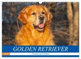 Starick / CALVENDO |  Golden Retriever - Freunde auf 4 Pfoten (Wandkalender 2026 DIN A3 quer), CALVENDO Monatskalender | Sonstiges |  Sack Fachmedien