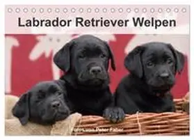Faber / CALVENDO |  Labrador Retriever Welpen (Tischkalender 2026 DIN A5 quer), CALVENDO Monatskalender | Sonstiges |  Sack Fachmedien
