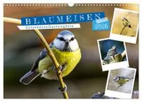 Löwer / CALVENDO |  Gefiederte Gartengäste, Blaumeisen (Wandkalender 2026 DIN A3 quer), CALVENDO Monatskalender | Sonstiges |  Sack Fachmedien