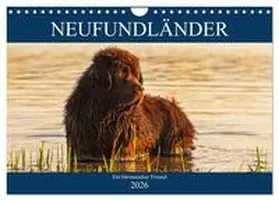 Starick / CALVENDO |  Neufundländer - Ein bärenstarker Freund (Wandkalender 2026 DIN A4 quer), CALVENDO Monatskalender | Sonstiges |  Sack Fachmedien
