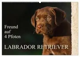 Starick / CALVENDO |  Freund auf 4 Pfoten - Labrador Retriever (Wandkalender 2026 DIN A2 quer), CALVENDO Monatskalender | Sonstiges |  Sack Fachmedien