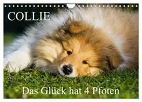 Starick / CALVENDO |  Collie - Das Glück hat 4 Pfoten (Wandkalender 2026 DIN A4 quer), CALVENDO Monatskalender | Sonstiges |  Sack Fachmedien