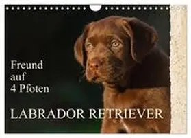 Starick / CALVENDO |  Freund auf 4 Pfoten - Labrador Retriever (Wandkalender 2026 DIN A4 quer), CALVENDO Monatskalender | Sonstiges |  Sack Fachmedien