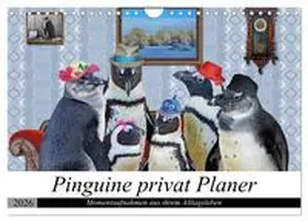 glandarius / CALVENDO |  Pinguine privat Planer (Wandkalender 2026 DIN A4 quer), CALVENDO Monatskalender | Sonstiges |  Sack Fachmedien