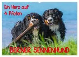 Starick / CALVENDO |  Ein Herz auf 4 Pfoten - Berner Sennenhund (Wandkalender 2026 DIN A2 quer), CALVENDO Monatskalender | Sonstiges |  Sack Fachmedien