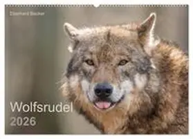 Becker / CALVENDO |  Wolfsrudel (Wandkalender 2026 DIN A2 quer), CALVENDO Monatskalender | Sonstiges |  Sack Fachmedien