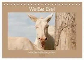 Bölts / CALVENDO |  Weiße Esel - Märchenhafte Langohren (Tischkalender 2026 DIN A5 quer), CALVENDO Monatskalender | Sonstiges |  Sack Fachmedien