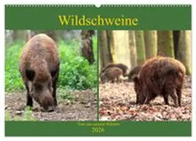 CALVENDO / Klatt |  Wildschweine - Tiere aus unseren Wäldern (Wandkalender 2026 DIN A2 quer), CALVENDO Monatskalender | Sonstiges |  Sack Fachmedien