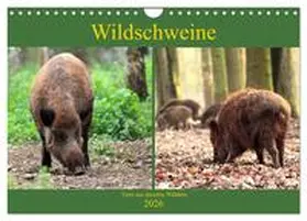 CALVENDO / Klatt |  Wildschweine - Tiere aus unseren Wäldern (Wandkalender 2026 DIN A4 quer), CALVENDO Monatskalender | Sonstiges |  Sack Fachmedien