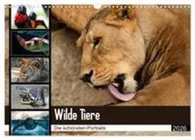 CALVENDO / Enderlein - Bethari Bengals |  Wilde Tiere - Die schönsten Portraits (Wandkalender 2026 DIN A3 quer), CALVENDO Monatskalender | Sonstiges |  Sack Fachmedien