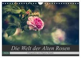 Steudte / CALVENDO |  Die Welt der Alten Rosen (Wandkalender 2026 DIN A4 quer), CALVENDO Monatskalender | Sonstiges |  Sack Fachmedien
