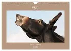 Bölts / CALVENDO |  Esel - Sixtus Loreley (Wandkalender 2026 DIN A4 quer), CALVENDO Monatskalender | Sonstiges |  Sack Fachmedien