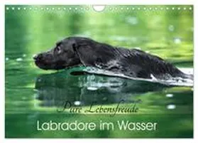 Strunz / CALVENDO |  Labradore im Wasser (Wandkalender 2026 DIN A4 quer), CALVENDO Monatskalender | Sonstiges |  Sack Fachmedien