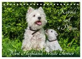 Starick / CALVENDO |  Kobold auf 4 Pfoten - West Highland White Terrier (Tischkalender 2026 DIN A5 quer), CALVENDO Monatskalender | Sonstiges |  Sack Fachmedien