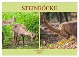 CALVENDO / Brunner-Klaus |  Steinböcke - imposante Tiere (Wandkalender 2026 DIN A2 quer), CALVENDO Monatskalender | Sonstiges |  Sack Fachmedien