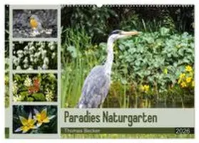 CALVENDO / Becker |  Paradies Naturgarten (Wandkalender 2026 DIN A2 quer), CALVENDO Monatskalender | Sonstiges |  Sack Fachmedien