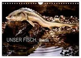 morgenstern / CALVENDO |  UNSER FISCH. SÜßWASSER. (Wandkalender 2026 DIN A4 quer), CALVENDO Monatskalender | Sonstiges |  Sack Fachmedien