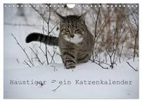 Becker / CALVENDO |  Haustiger - Ein Katzenkalender (Wandkalender 2026 DIN A4 quer), CALVENDO Monatskalender | Sonstiges |  Sack Fachmedien