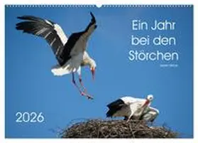 Bittner / CALVENDO |  Ein Jahr bei den Störchen (Wandkalender 2026 DIN A2 quer), CALVENDO Monatskalender | Sonstiges |  Sack Fachmedien